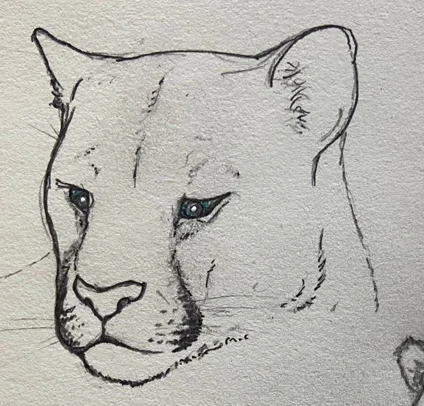 Ink sketch of a cougar's face, calm and heavy-lidded
