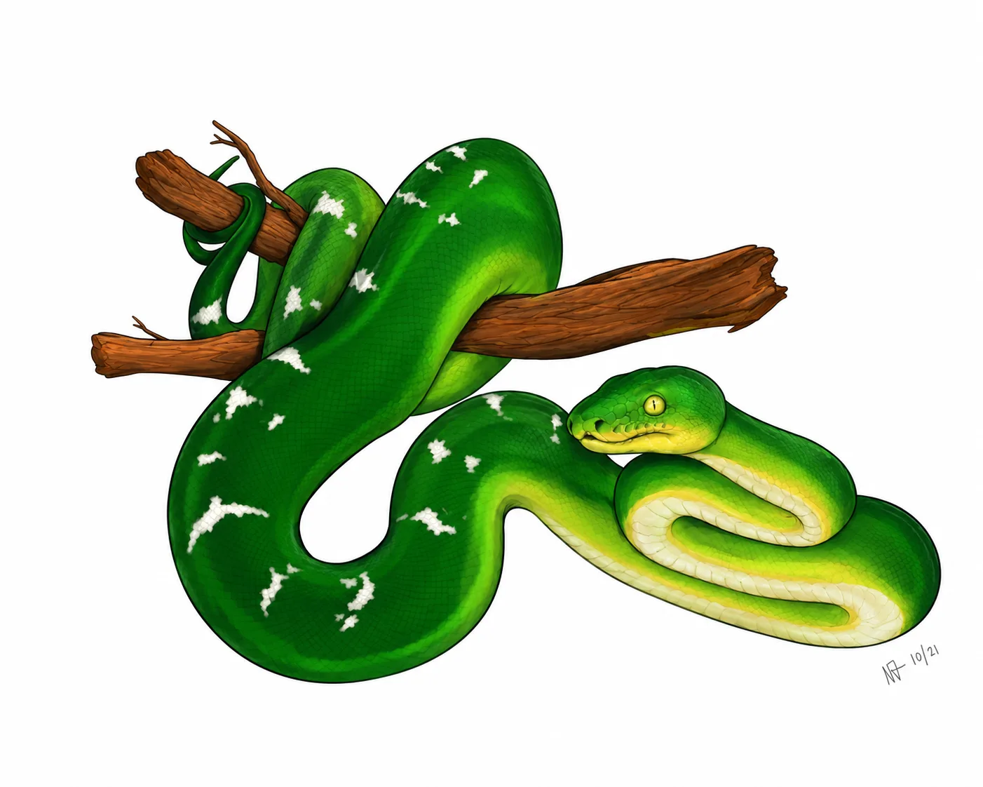 Digital painting of an emerald green tree boa coiled around a broken branch